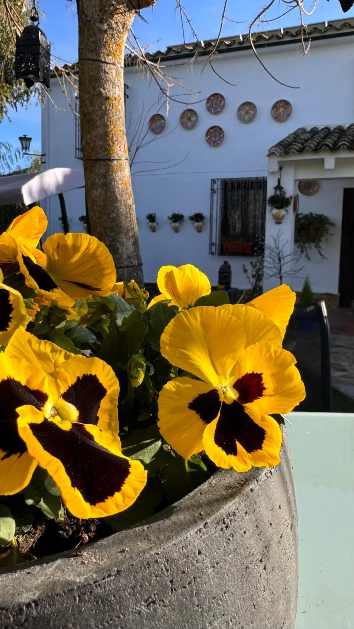 Cortijo Rodeo. Alojamiento Rural Carcabuey Екстер'єр фото